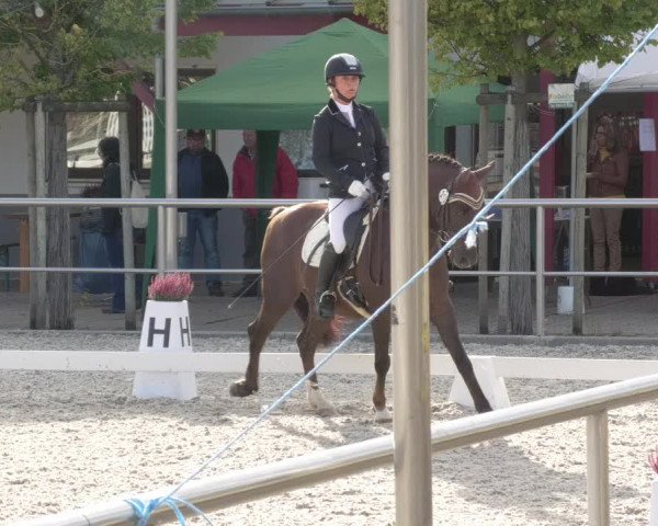 Reitturnier Achern 2020