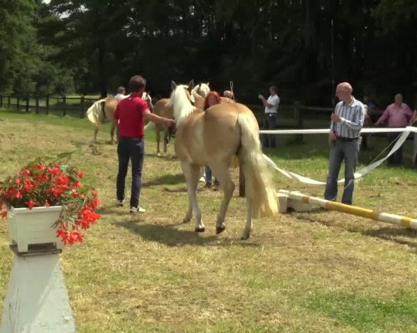 broodmare Schneewittchen (2,15% ox) (Edelbluthaflinger, 2011, from Sonnenkönig C (4,30% ox))