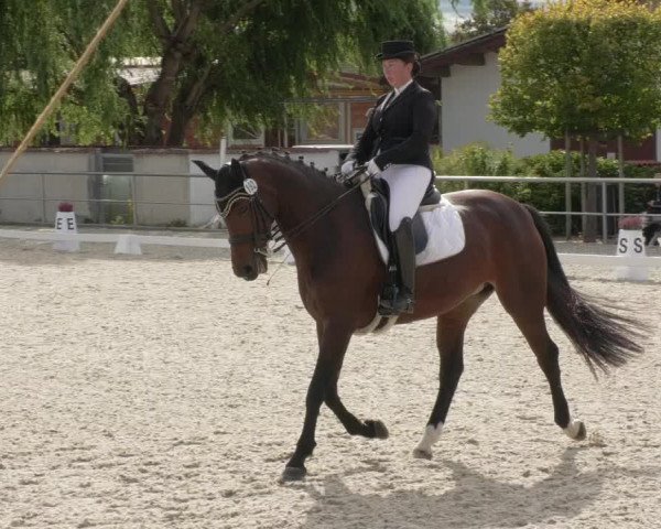 Reitturnier Achern 2020