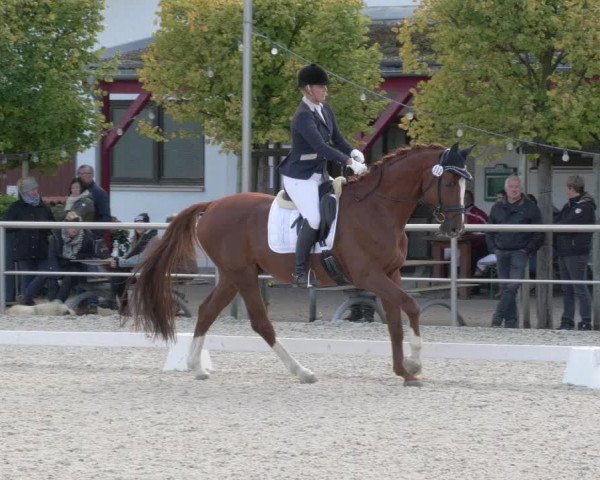 Reitturnier Achern 2020