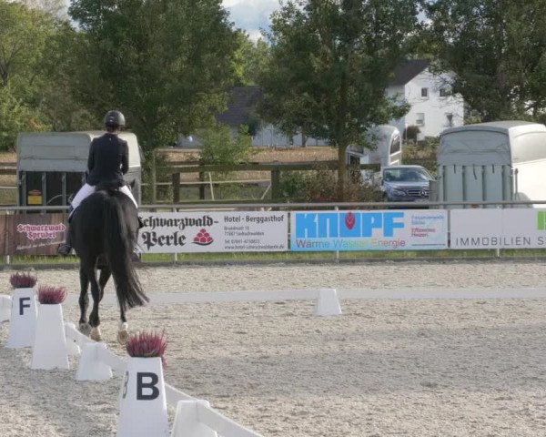 Reitturnier Achern 2020