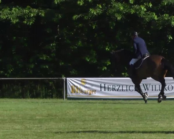 jumper Corofina M (Württemberger, 2007, from Candillo Z)