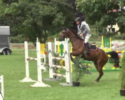 Springpferd Landor des Pres (Schweizer Warmblut, 1991)