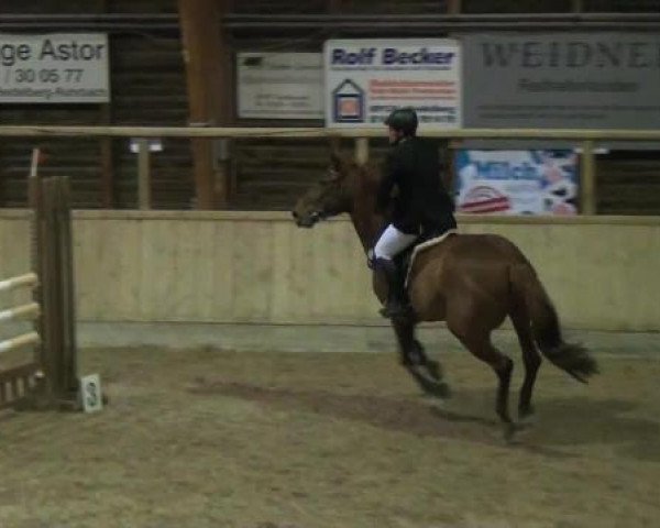 jumper Woodbine Emperor (Irish Sport Horse, 2002, from Unbekannt IR)