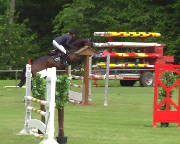 Springpferd Quistallo`s Queeno (Deutsches Sportpferd, 2009, von Quistallo II) Springpferd Quistallo`s Queeno (Deutsches Sportpferd, 2009, von Quistallo II)