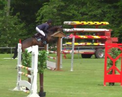 Springpferd Quistallo`s Queeno (Deutsches Sportpferd, 2009, von Quistallo II)