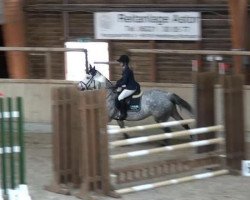 Springpferd Carmen 271 (Holsteiner, 2009, von Cassiano)