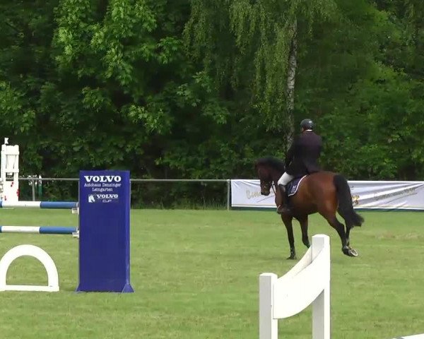 jumper Number One (KWPN (Royal Dutch Sporthorse), 2009, from Numero Uno)