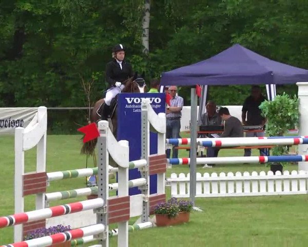 Springpferd Cassilia 3 (KWPN (Niederländisches Warmblut), 2007, von Conterno Grande)
