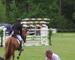 jumper Claudio 24 (Württemberger, 2009, from Ciacomo)
