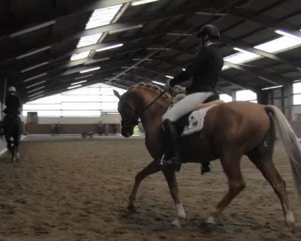 dressage horse Royal Dark Dream (Hanoverian, 2010, from Royal Classic I)