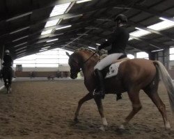 dressage horse Royal Dark Dream (Hanoverian, 2010, from Royal Classic I)
