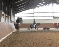 dressage horse Paulchen Panther 11 (German Riding Pony, 2010, from FS Pentagon)