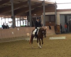 dressage horse Quiet Soul (Oldenburg, 2010, from Quarterline)