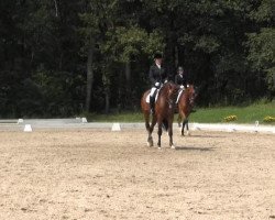 dressage horse Fürst Filou 4 (Oldenburg, 2008, from Floresco NRW)