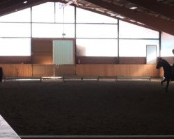 dressage horse Victoria 96 (German Riding Pony, 2010, from Black Dancer)