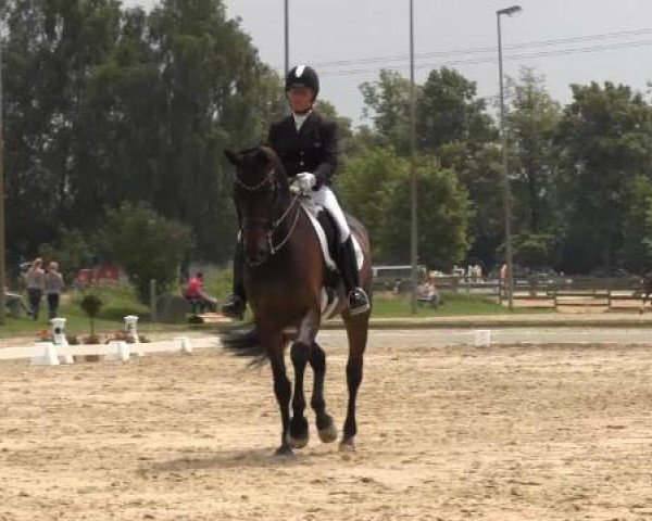 dressage horse Ruby 149 (Westphalian, 2005, from Rubin Cortes OLD)