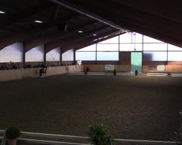 broodmare Carlotta (German Riding Pony, 2005, from Charm of Nibelungen)