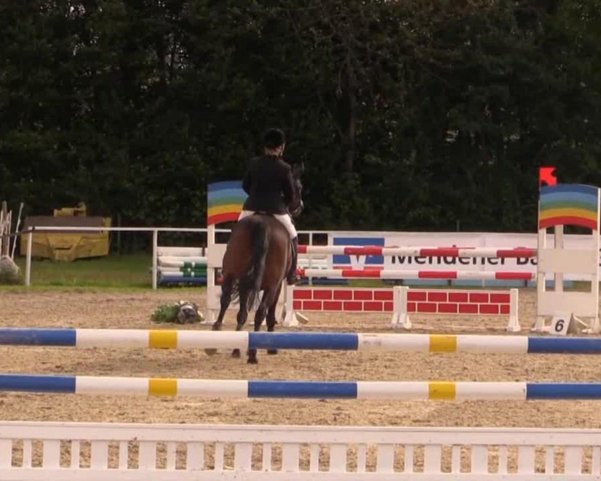 jumper Special Edition A (Westphalian, 2008, from Sir Shutterfly)