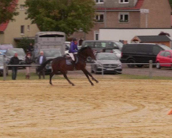Reitturnier Dingelstädt 2020