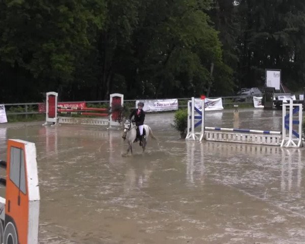 dressage horse Dusty (Welsh, 2006)