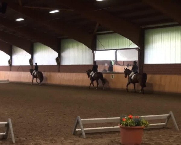horse Galileo 135 (Westphalian,  )
