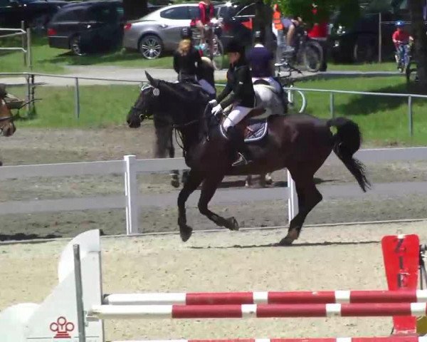 jumper Grandioso (unknown, 2012)
