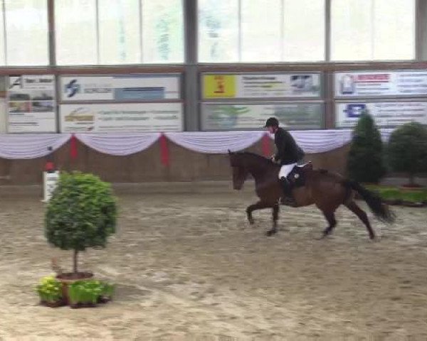 Springpferd Contigo 43 (Rheinländer, 2008, von Captain Fire)