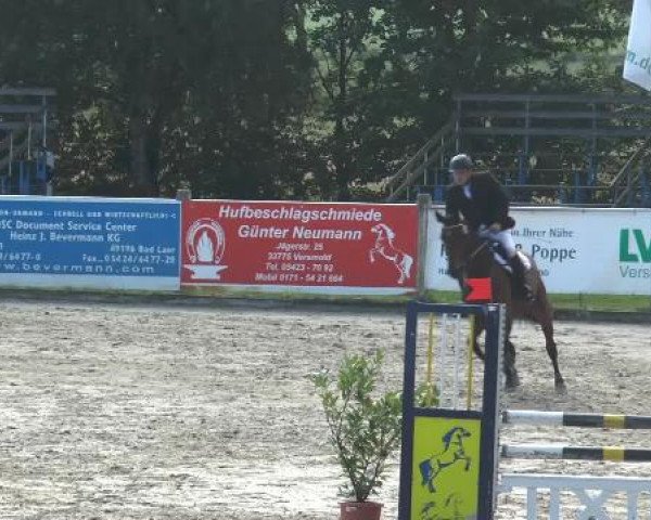 jumper Benita 47 (Westphalian, 2009, from Basic)