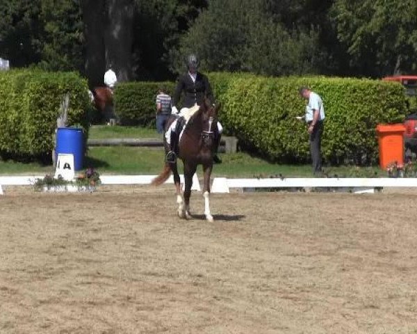 dressage horse Bugatti Veyron 2 (Westphalian, 2011, from Belissimo NRW)