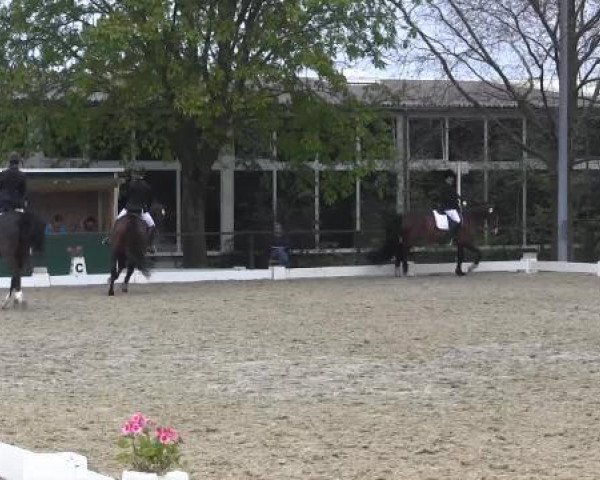 Dressurpferd Hamona -Go (Trakehner, 2009, von Ballzauber)