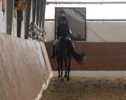 dressage horse Carl S (Oldenburg, 2005, from Canaster I)