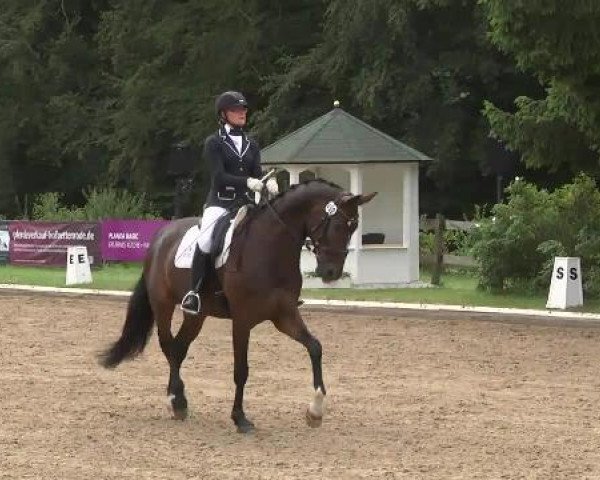 dressage horse Laudon 20 (Hanoverian, 2008, from Lauries Crusador xx)