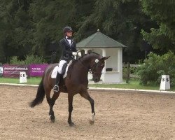 Dressurpferd Laudon 20 (Hannoveraner, 2008, von Lauries Crusador xx)
