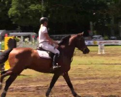 Springpferd Hancock Gräns (Schwedisches Warmblut, 2008, von Tornesch)