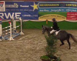 dressage horse Cafe - Girl K (Rhinelander, 2009, from Cassini Royal)