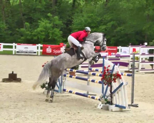 jumper Ilyse Dear (Oldenburg show jumper, 2008, from Iberio)