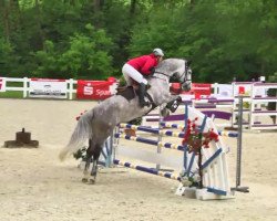jumper Ilyse Dear (Oldenburg show jumper, 2008, from Iberio)