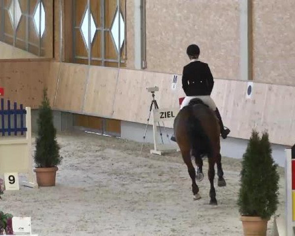 jumper S-Mexx (Holsteiner, 2009, from Singulord Joter)