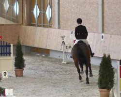jumper S-Mexx (Holsteiner, 2009, from Singulord Joter)