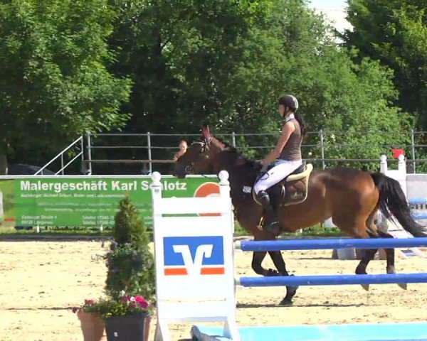 jumper Estrella 88 (Oldenburg, 2009, from Chin Quin)