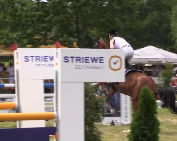broodmare Giulia 59 (Hanoverian, 2008, from Graf Top)