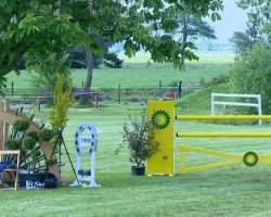 Springpferd Zippo Cg (KWPN (Niederländisches Warmblut), 2004, von Hold Up Premier)