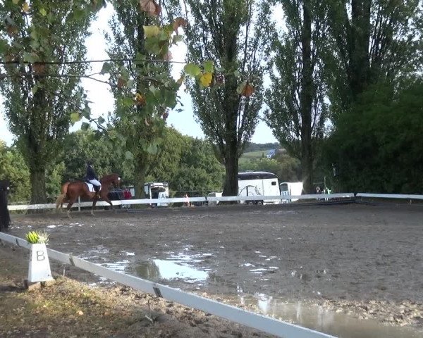 Reitturnier Leverkusen - Teitscheider Hof 2020