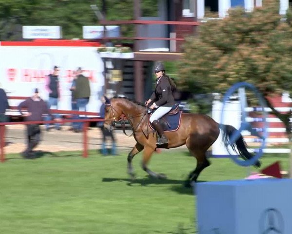 Springpferd Cupcake 2 (Holsteiner, 2010, von Contender)