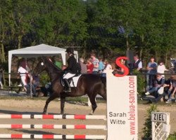 jumper Caretino 22 (Holsteiner, 2007, from Caretino)