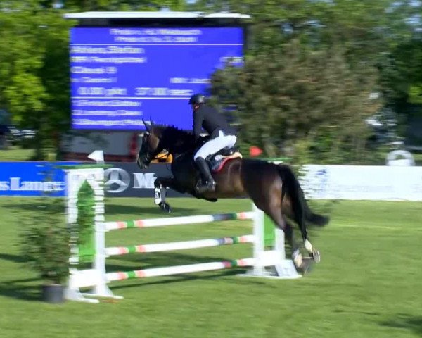 jumper Clausi 9 (Oldenburg, 2009, from Casiro I)
