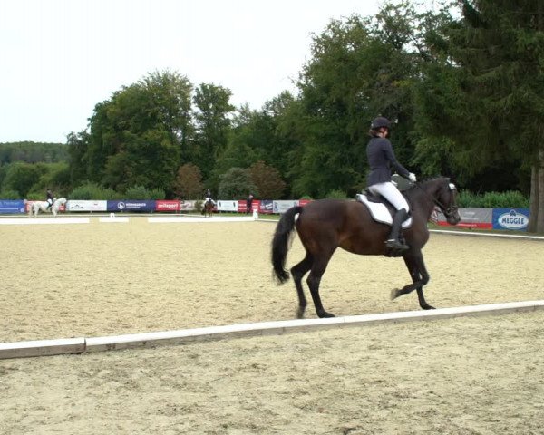 Reitturnier Hof Bettenrode 2020