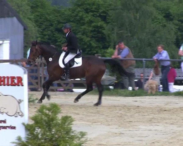 jumper Eleganca (Hanoverian, 2007, from El Bundy)