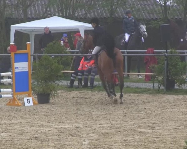 Springpferd Colandria Jb CH (Schweizer Warmblut, 2008, von Colander)